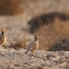 Orebice berberska - Alectoris barbara - Barbary Partridge o2187